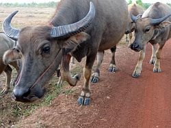 Buffalos are still used in many small farming villages.