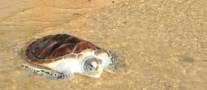 Fighting Chance Given at Laguna Phuket\'s 22nd Sea Turtle Release