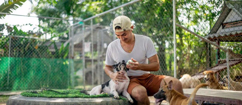 Soi Dog Sanctuary Set to Open on Saturdays
