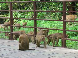 Monkey Hill