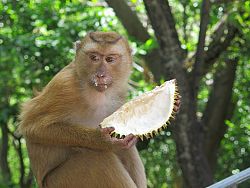 Monkey Hill