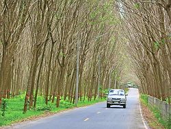 Rubber tree farm