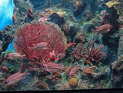 Phuket Aquarium