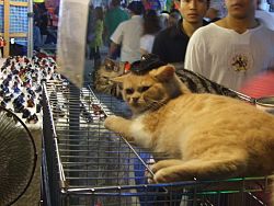 Weekend market