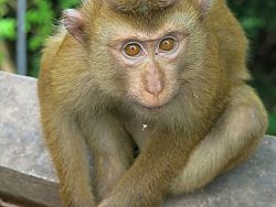 Rang and Monkey hills