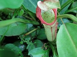 Nepenthes amullaria jack