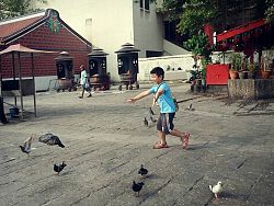 A young traveller chases pigeons across Chinese shrine grounds near the junction for Little India.