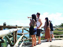 Phuket\'s gentle giant