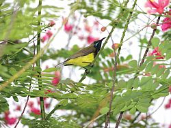Enjoy Birdwatching in Phuket