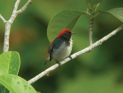 Enjoy Birdwatching in Phuket