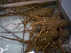 Seafood on display at one of the many seafood restaurants in town