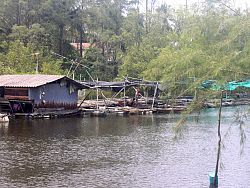 The narrow, winding roads to Natai Beach are hugged by shrimp farms