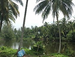 The narrow, winding roads to Natai Beach are hugged by shrimp farms