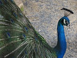 Phuket Bird Park