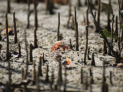 Small crab close to the beach