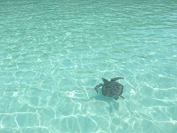 Sea turtle swimming in the clear water and the Surin Islands