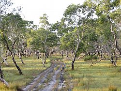 The undeveloped interior of Koh Phrathong