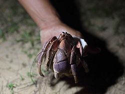 Hermit crab