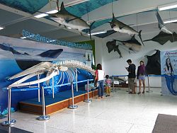 Phuket Aquarium