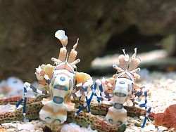 Phuket Aquarium