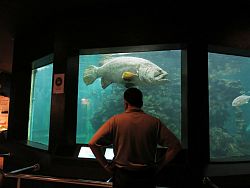 Phuket Aquarium