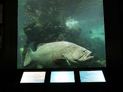 Phuket Aquarium