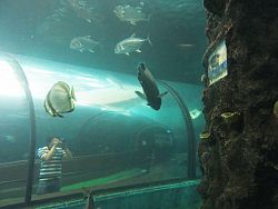 Phuket Aquarium