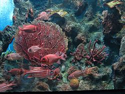 Phuket Aquarium