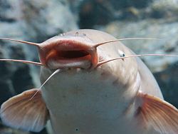 Phuket Aquarium