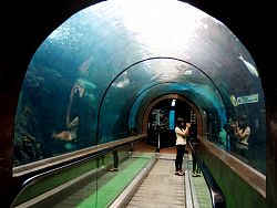 Phuket Aquarium