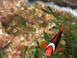 Phuket Aquarium