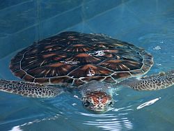 Phuket Aquarium