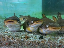 Phuket Aquarium