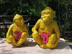 Monkey Hill