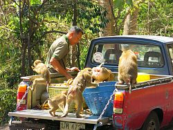 Monkey Hill