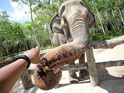 The elephants are happy to eat bananas and other fruits all day long