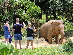 Phuket Elephant Sanctuary