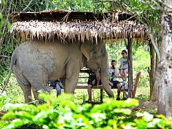 Phuket Elephant Sanctuary