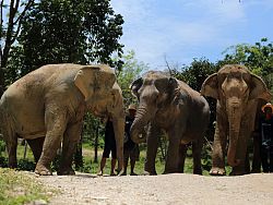 Phuket Elephant Sanctuary