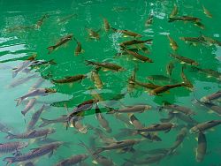 Khao Sok: Thailand's Last Untamed Eden