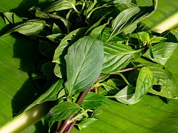 Thailand's Healing Herbs
