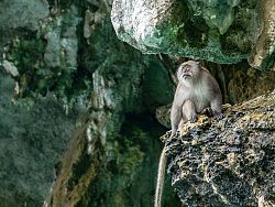 Simba Sea Trips 