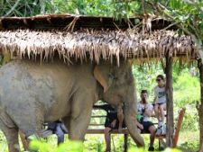 Walking Amongst Giants: Visiting the Phuket Elephant Sanctuary