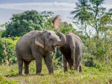 Holiday with a purpose: volunteer at Phuket’s first Ethical Elephant Sanctuary