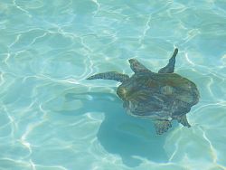 A marine life sight: sea turtle