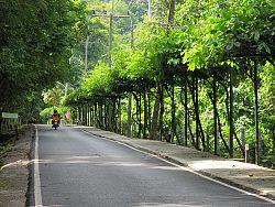 Monkey Hill (Khao To Sae)