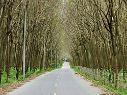 The winding roads leading to Sirinat National Park are filled with a variety of tree species, flora and fauna