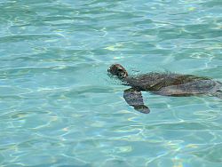 A marine life sight: sea turtle