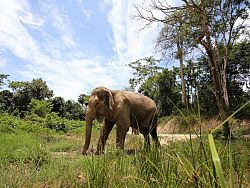 Phuket Elephant Sanctuary’s elephants roam free during the day in their natural habitat of tropical plants and trees