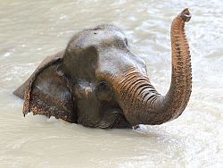 Playing in the water is one way the elephants beat the heat of the day at the Phuket Elephant Sanctuary